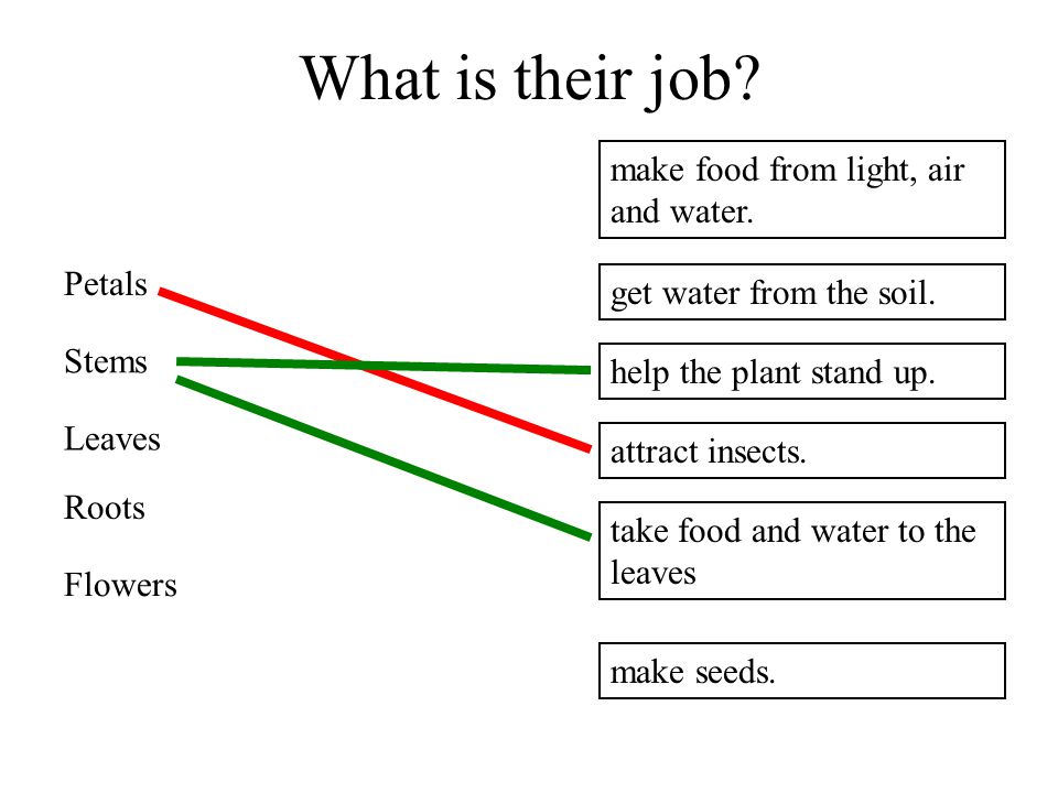 What is the job of a petal deals